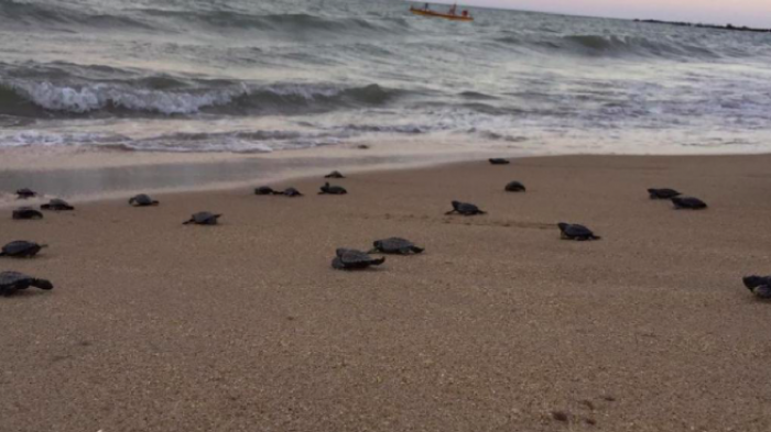 Cerca de 100 tortugas en peligro de extinción nacieron en una playa desierta por el coronavirus