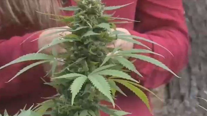 Expertos recomiendan dejar de fumar marihuana y tabaco durante la pandemia