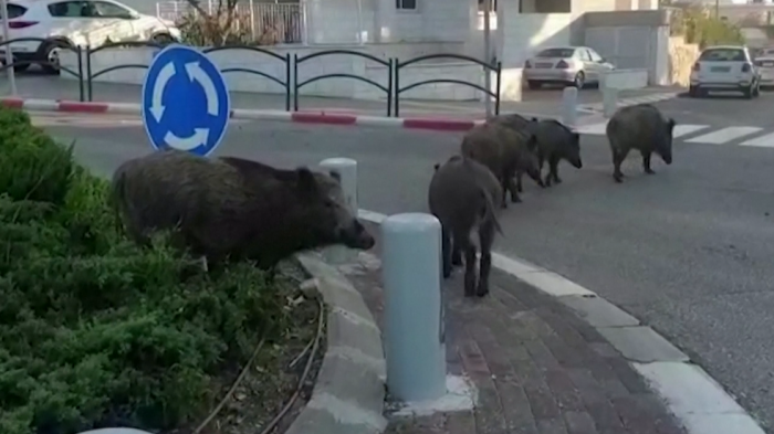 Jabalíes se tomaron las calles de una ciudad en Israel en medio de cuarentena por coronavirus