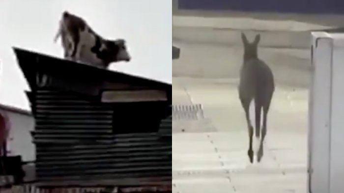 Una vaca sobre un techo y un canguro saltando por la calle: Animales continúan sorprendiendo durante la cuarentena
