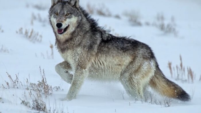 Por primera vez en 100 años y se creían extintos: Avistan lobos grises al norte de Francia