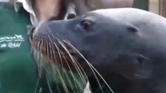 Zoológico permitió que leona marina pueda recorrer el lugar libremente sin público