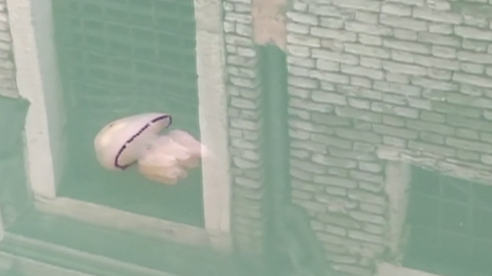 Biólogo italiano captó a una medusa navegando por los canales de Venecia