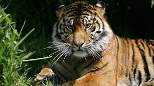 Coronavirus se extiende en Zoo del Bronx: Hay 5 tigres y 3 leones infectados