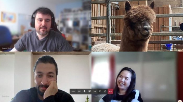 Granja ofrece videollamadas con alpacas para calmar la ansiedad durante la cuarentena