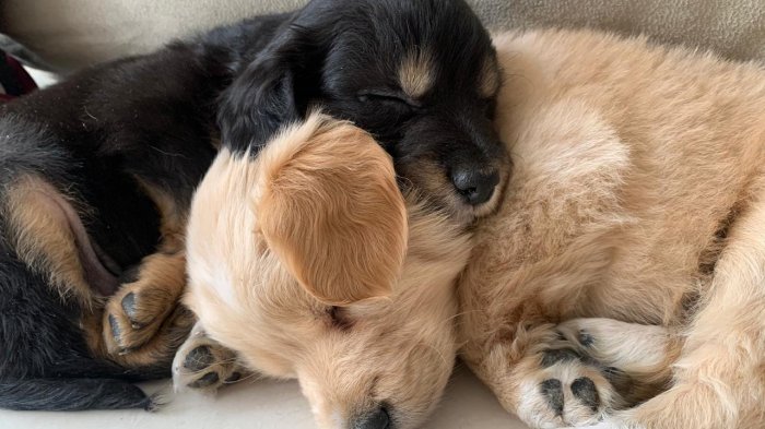 Tiempo libre y soledad: Adopción de perros se dispara en cuarentena