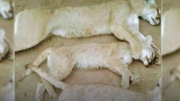 Repudio en redes: Cazador argentino que rompió la cuarentena terminó matando a un puma y sus crías