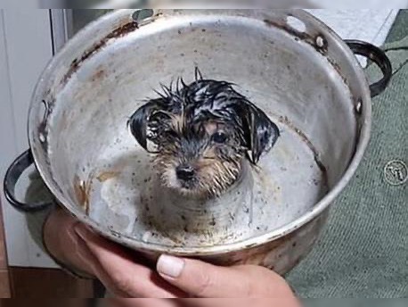 Perrito quedó atrapado en un molde de queque: Bomberos lo rescató