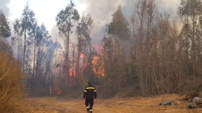Declaran alerta roja en Valparaíso por incendio forestal en camino La Pólvora