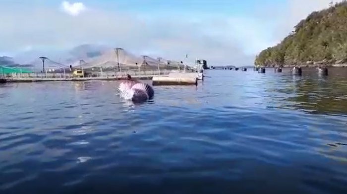 Una ballena apareció muerta en centro de cultivo en Aysén: Sernapesca presentó una denuncia