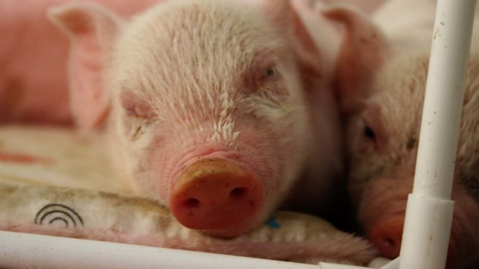 Han vendido animales y casi no tienen comida: El llamado de auxilio de granjas educativas y zoológicos en pandemia