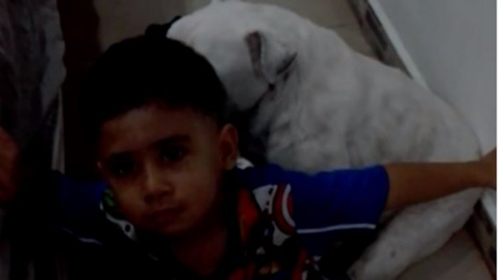 Niño defendió a su perro de una madre furiosa: “No le pegues, es como mi hermanito”