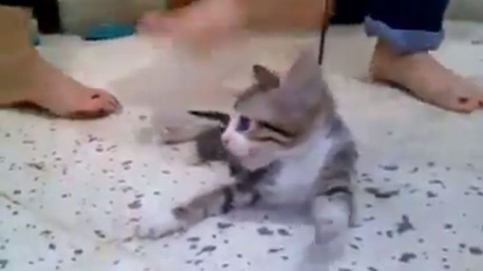 Niñas se grabaron matando a un gatito para cumplir con un reto de Internet