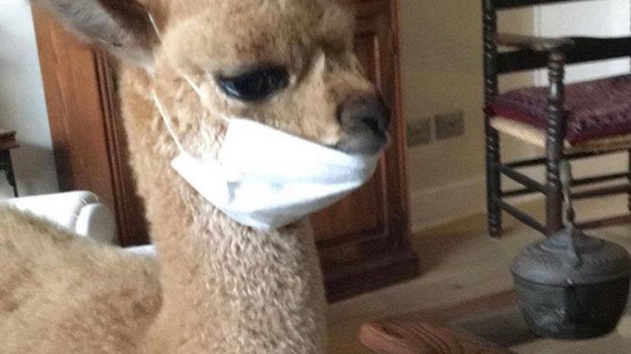 Alfredo Ugarte adoptó una alpaca, le puso Chaleco y ayudó a toda su familia a sobrellevar la cuarentena