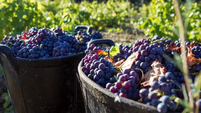 Industria vitivinícola en Chile estima caída de 20% en las exportaciones