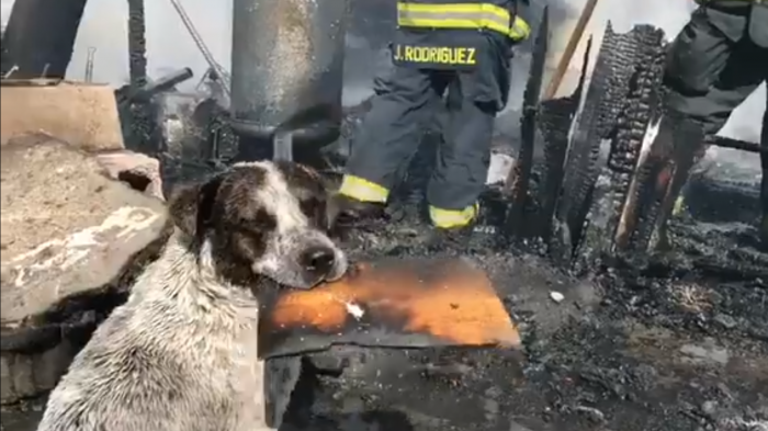 Video de perrito llorando al ver su casa destruida tras incendio conmueve en redes sociales