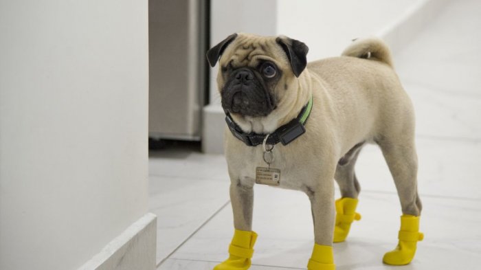 Harley “El Tuerto”, el perrito que da terapia emocional a trabajadores que luchan contra el COVID-19