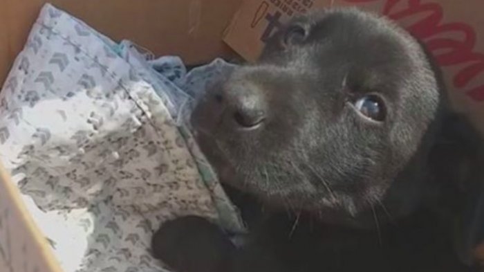 Cachorro habría sido quemado con agua caliente en Antofagasta: Está fuera de riesgo vital