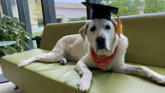 Dr. Moose: Universidad le entregó a un perro de terapia un doctorado honorario