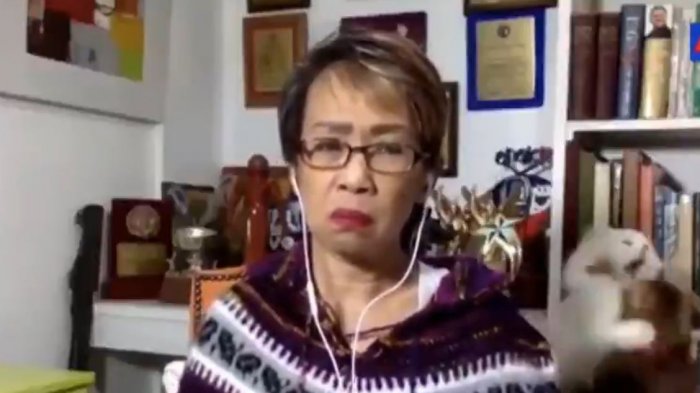 Así fue la feroz pelea de dos gatos que interrumpió el despacho de un noticiero de TV