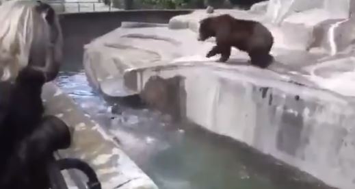 Hombre borracho intentó ahogar a un oso en un zoológico: Arriesga tres años de prisión