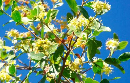El Quillay es clave en la batalla: Científicos usan el árbol nativo chileno para fabricar vacunas contra el COVID-19