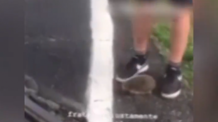 Indignación en Italia: Buscan a adolescentes que usaron a erizo como pelota y lo patearon hasta matarlo