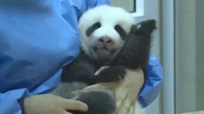 Presentan a los tres primeros pandas bebés nacidos en China en medio de la pandemia