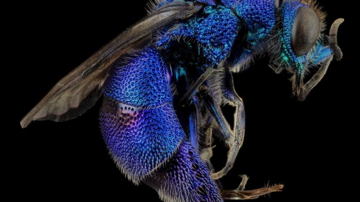 Siguen las sorpresas este 2020: Investigadores encuentran a la extraña abeja azul
