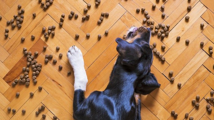 Marca de alimentos para perros retira sus productos del mercado alerta de problemas