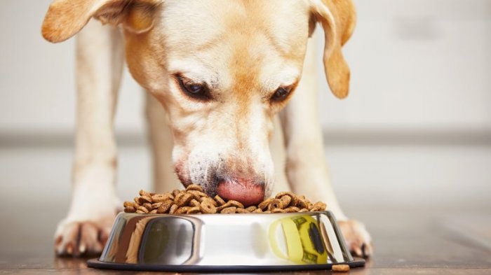 Sernac investiga problemas en alimentos para perros: Clientes reportaron que mascotas se habían enfermado