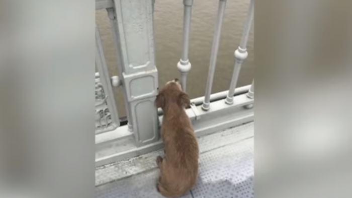 Fiel perro estuvo 4 días solo esperando sobre el puente en el que su humano se suicidó