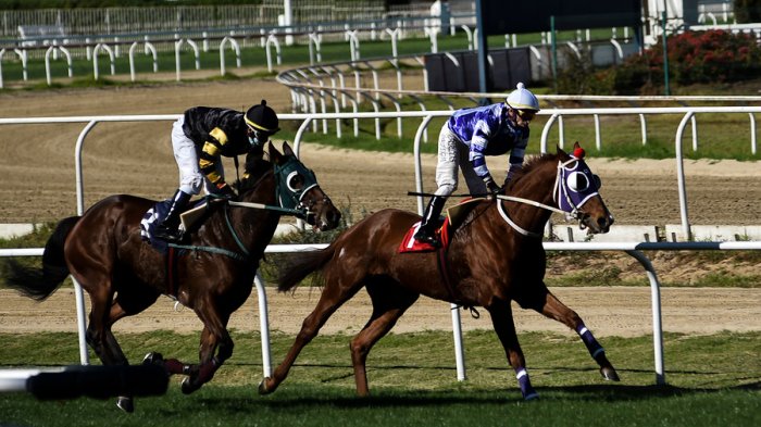 Hípica chilena advierte que podrían empezar a sacrificar caballos si no vuelven las carreras