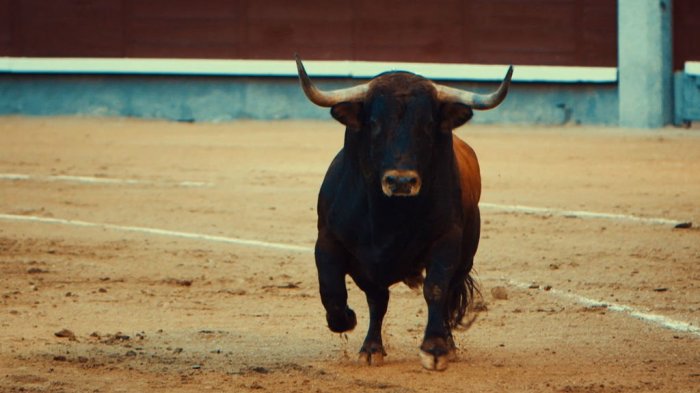 Efectos de la pandemia: Se suspendieron matanzas de toros desde que comenzó el COVID-19