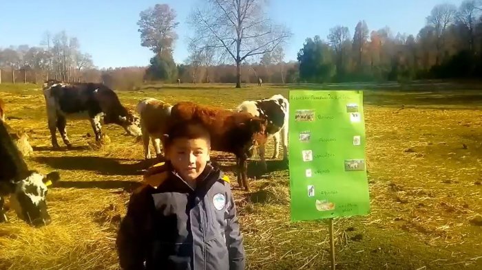 Junto a caballos y vacas: La creativa disertación de niño de 9 años sobre animales del campo que se merece un 7