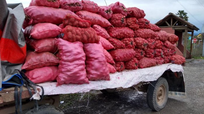 Comunidades mapuche y agricultores donan 8,5 toneladas de papa para ollas comunes