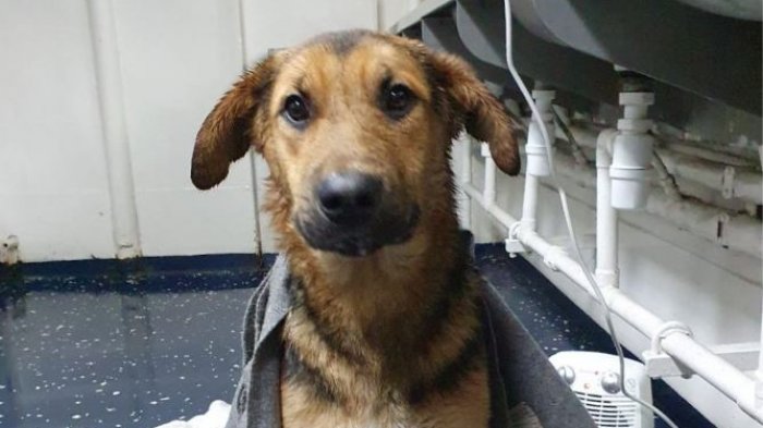 El emocionante rescate de un perro que estaba a la deriva en la bahía de Talcahuano