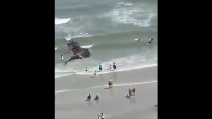 ¿Real o fake? El impresionante video en que águila vuela con pequeño tiburón en sus garras