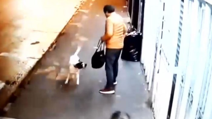 Le ladró, lo mordió y acorraló: Un perro colaboró en el robo de una camioneta