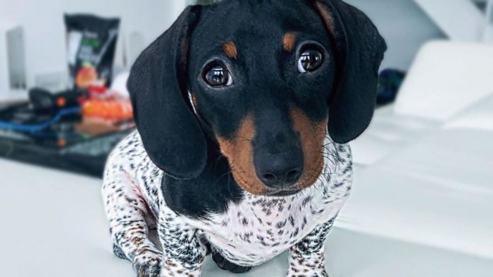 Moo, el perro salchicha que parece vaca y que es furor en Instagram