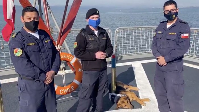 La Armada le da la bienvenida a su nuevo miembro: Canopus, el perro que fue rescatado en el mar