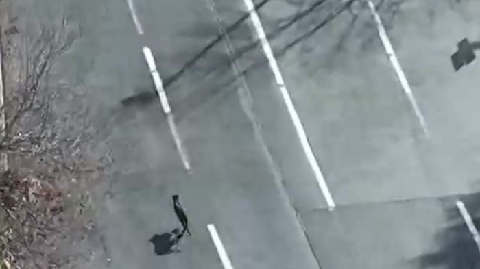 Un puma recorrió calles de Lo Barnechea y se coló en un colegio