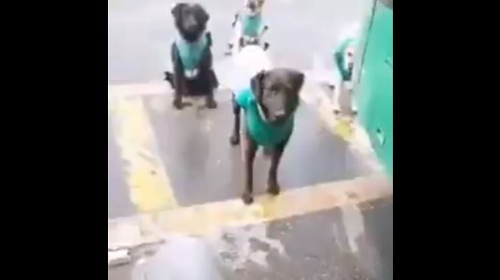 “Estamos en reunión”: Viralizan video de conductores del Transantiago que adoptaron a perros callejeros