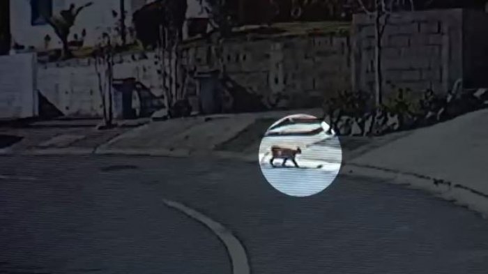 Avistan puma en sector precordillerano de La Florida: Lo buscan con un dron