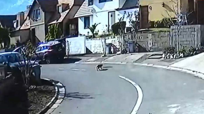 SAG asegura que no era un puma: Felino visto en La Florida podría ser un gato doméstico