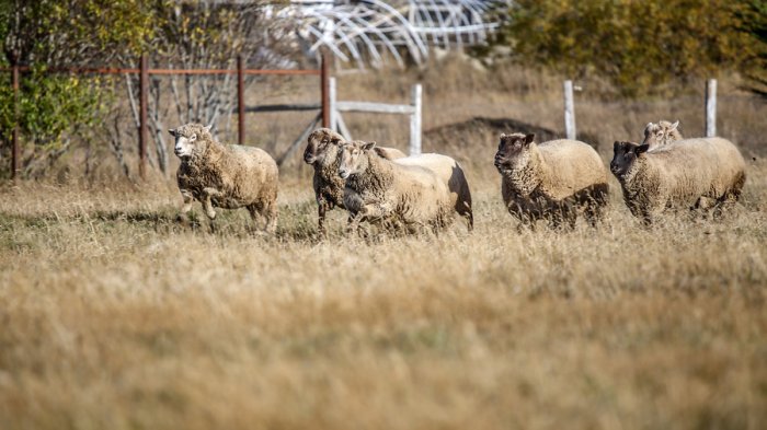 300 ovejas retornaron a Colina luego de pasar 9 meses en Las Condes: 