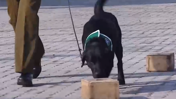 Entrenan a perros que detectan a personas contagiadas con COVID-19: Podrían empezar su operación en agosto