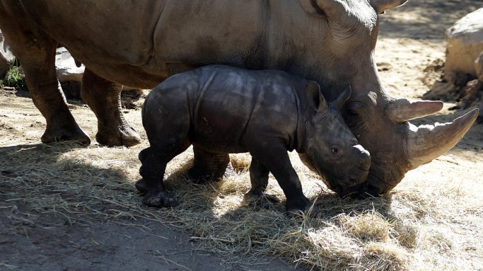 Los primeros pasos de Atanasio, el rinoceronte blanco bebé que nació durante la pandemia en Chile