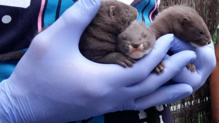 Más de 90 mil visones fueron sacrificados en España para prevenir contagios por coronavirus