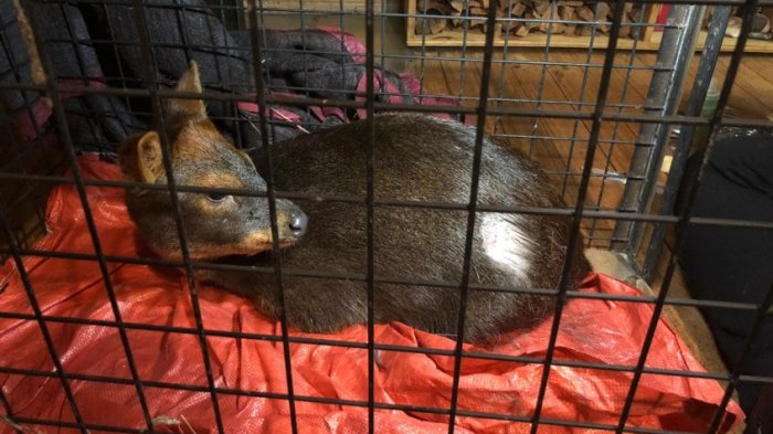 Guardaparques de Conaf y vecinos rescatan a pudú que fue atacado por perros abandonados
